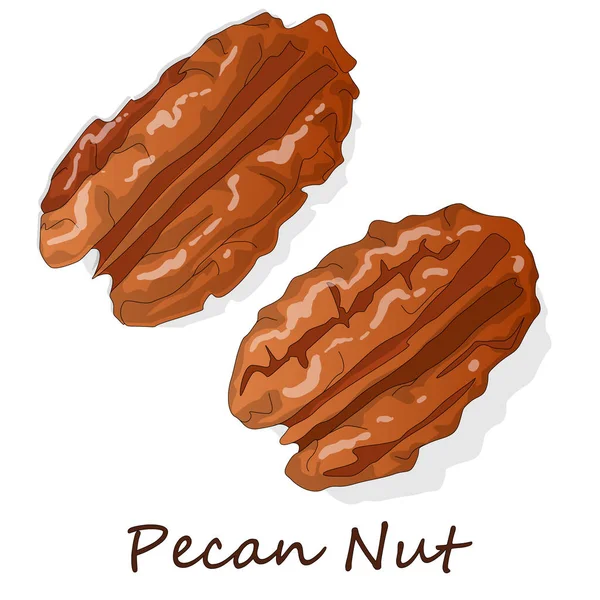 Pecan nut isolated on white background. Vector illustration. — Stock Vector