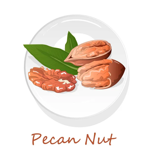 Pecan nut on plate isolated on white background. Vector illustra — Stock Vector