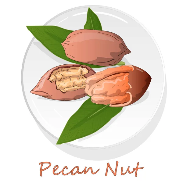 Pecan nut on plate isolated on white background. Vector illustra — Stock Vector