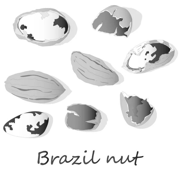 Bertholletia Brasil Nueces Vector Ilustración Blanco Cerca — Vector de stock