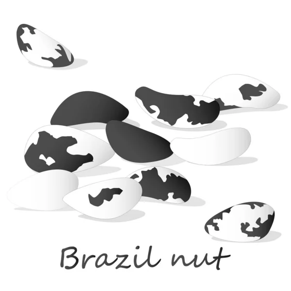 Bertholletia Brasil Nueces Vector Ilustración Blanco Cerca — Vector de stock