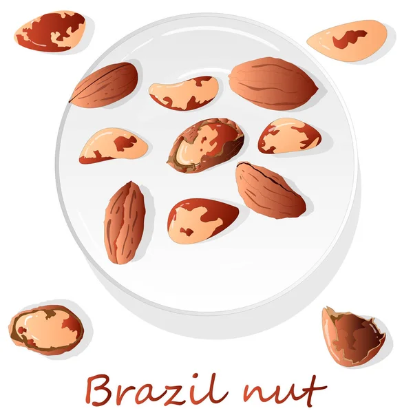 Bertholletie Brazílie Ořechy Vektor Ilustrace Bílém Zblízka — Stockový vektor
