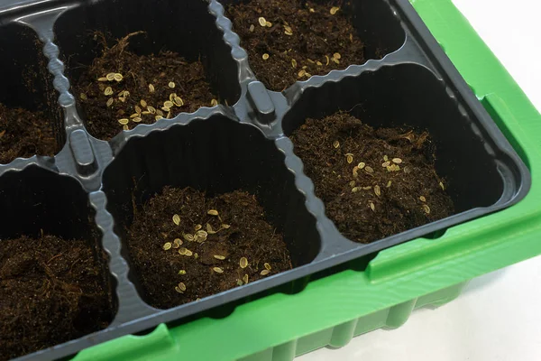 Plantar verduras, semillas de eneldo en una maceta con tierra . —  Fotos de Stock