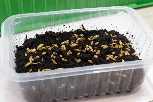 Φυτεύοντας σπόρους δημητριακών σε μια κατσαρόλα. Μαύρο χώμα. — Φωτογραφία Αρχείου