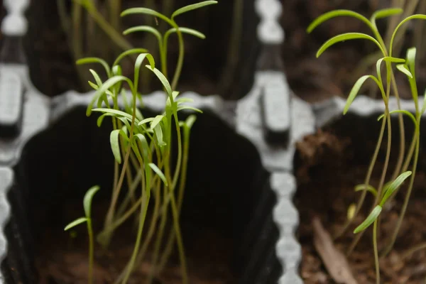 Growing dill greens in a pot. 
