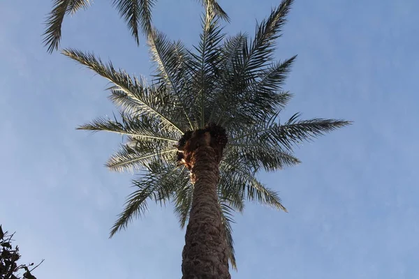 Gökyüzü palmiye ağacı — Stok fotoğraf