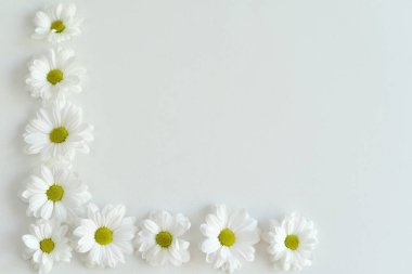 Beyaz arka planda beyaz papatya kasımpatı çiçekleri. Çerçeve. Düz yatıyordu