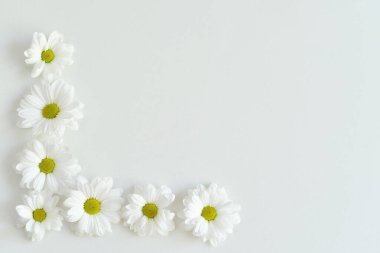 Beyaz arka planda beyaz papatya kasımpatı çiçekleri. Çerçeve. Düz yatıyordu