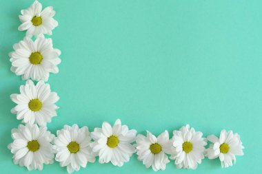 Açık yeşil arkaplanda beyaz papatya kasımpatı çiçekleri. Çerçeve. Düz yatıyordu