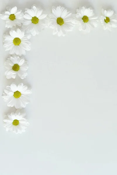 Quadro de composição de flores de crisântemo de camomila branca em um fundo branco. Moldura. Depósito plano — Fotografia de Stock
