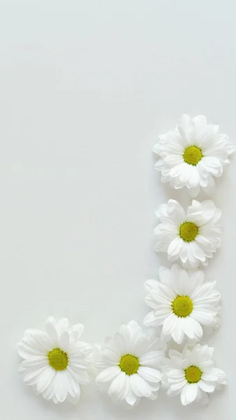 Skład ramki białych chryzantemy rumianku kwiaty na białym tle. Wrobić. Układy płaskie — Zdjęcie stockowe