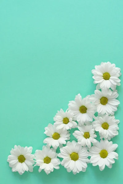 Cadre de composition de fleurs blanches de chrysanthème de camomille sur un fond vert clair. Cadre. Pose plate — Photo