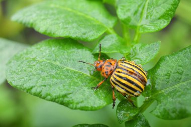 Colorado patates böceği yeşil bir patates yaprağının üzerinde oturur. Patates böceği.