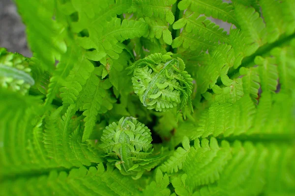 Young fern shoots. Selective focus. — Stock Photo, Image