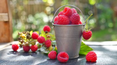 Bahçenin arka planına karşı siyah bir masada, teneke bir kovada ahududu. Yan görüş. Sağlıklı bir diyet için taze yaz hasadı.