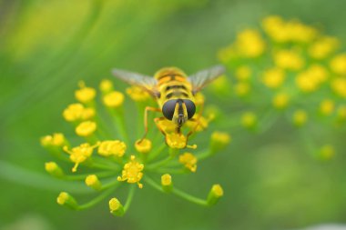 Arı taklidi yapan uçan sinekler güneş ışığında bir umbellifer üzerinde oturur.