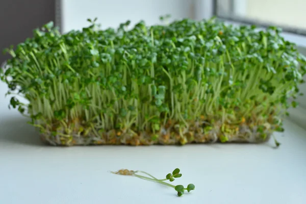 Kiemgroenten ontkiemen uit hoogwaardig biologisch plantaardig zaad op linnen mat.microgroen Foliage Achtergrond.superfood — Stockfoto