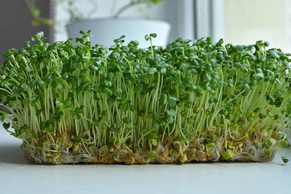 Kiemgroenten ontkiemen uit hoogwaardig biologisch plantaardig zaad op linnen mat.microgroen Foliage Achtergrond.superfood — Stockfoto