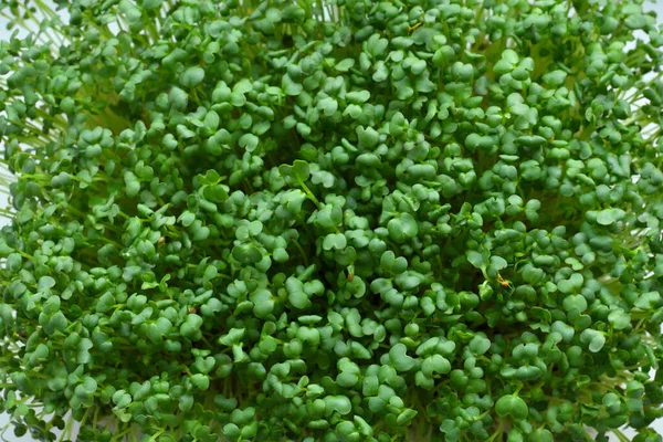 Mikrogreens tumbuh. microgreen Foliage Macro. Konsep makan yang sehat . — Stok Foto