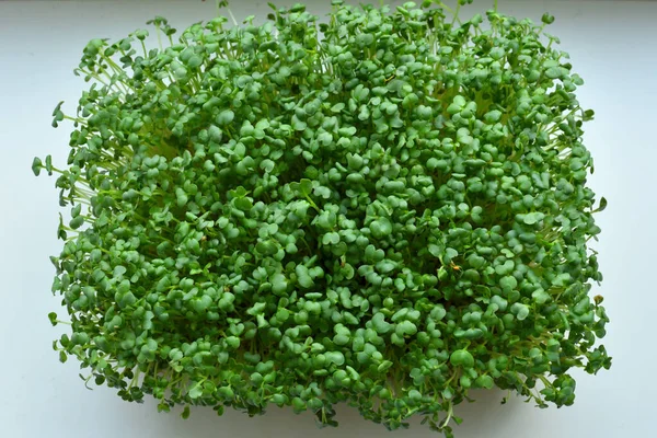 Microgreens sprouts. microgreen Foliage Macro. Healthy eating concept. — Stockfoto