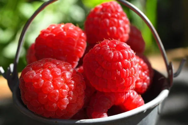large juicy raspberry.Raspberries in a tin bucket on a black table against the background of the garden. Top view. Fresh summer harvest for a healthy diet. Macro. Selective focus