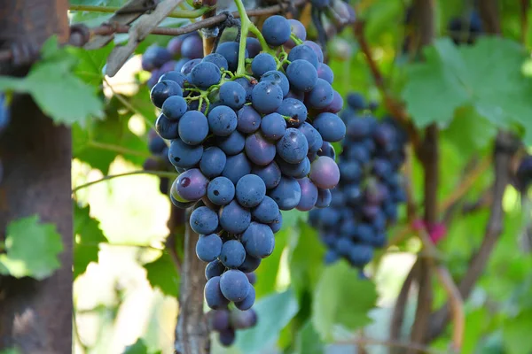 Bunche czerwonych winogron z zielonymi liśćmi na latem winorośli. Hodowcy winogron na winorośli. Czerwone wino. Sezon winogron. Zbliżenie gałązki dojrzałych winogron — Zdjęcie stockowe