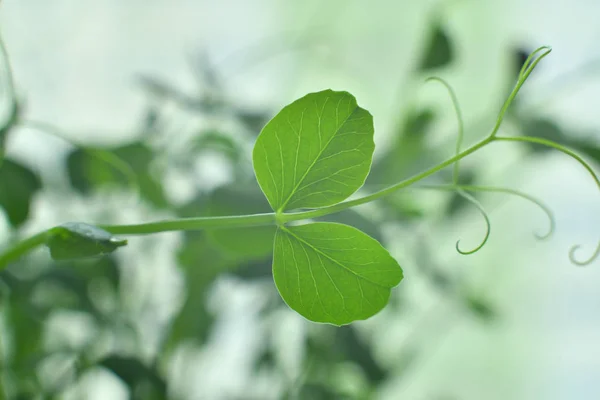 Drops of dew on young sprouts Stock Image