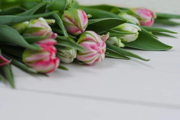 Plantilla de tarjeta primavera. Feliz cumpleaños o Pascua. Día de la Mujer. Tarjeta de felicitación para el día de la madre. Felicidades con las flores. Tarjeta de flores. Copiar espacio. Invitación de boda. Tulipanes sobre fondo blanco — Foto de Stock