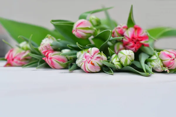 Plantilla de tarjeta primavera. Feliz cumpleaños o Pascua. Día de la Mujer. Tarjeta de felicitación para el día de la madre. Felicidades con las flores. Tarjeta de flores. Copiar espacio. Invitación de boda. Tulipanes sobre fondo blanco — Foto de Stock