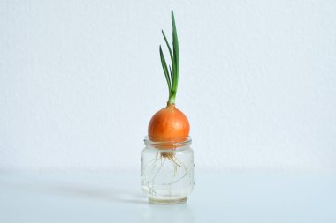 Taze yeşil soğan. Pencerede sebzeler yetişiyor. Sağlıklı beslenme konsepti. Bahar havacılığı .