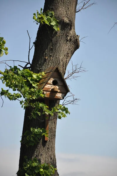 Birdhouse Árvore Primavera Ramo Árvore Fruto Com Casa Passar Cuidado — Fotografia de Stock