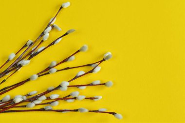 Yumurtaların Paskalya kompozisyonu ve sarı arka planda çiçek açan bir ağacın dalları. Bir grup kedi söğüt dalı ve kedi derisi. Karton şablonu.