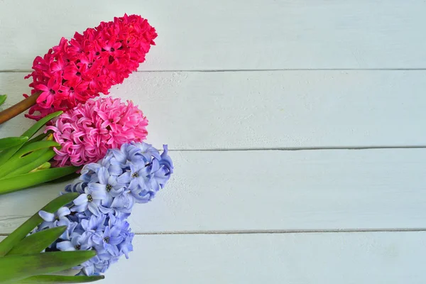 Hyacinth Jarní Květiny Světlém Pozadí Šablona Přání Valentýna Jarní Přání — Stock fotografie