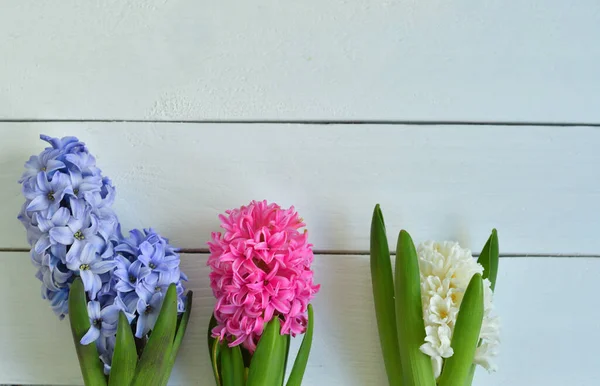 Hyacinth Jarní Květiny Světlém Pozadí Rozkvetlé Hyacinty Symbolizující Počátek Jara — Stock fotografie
