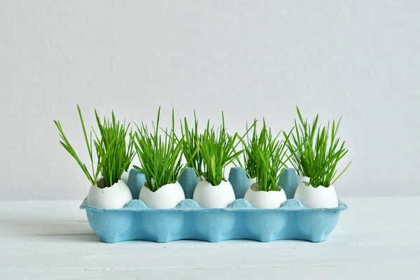 Green wheat sprouts in egg shells in a cardboard tray. close upEaster. Easter decorations. Easter egg. Spring composition. Spring has come. Spring background.