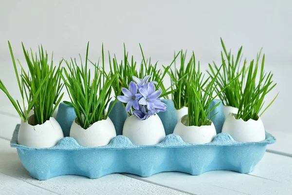 Green wheat sprouts in egg shells in a blue cardboard tray and blue Hyacinth. Easter decorations. Easter egg. Spring composition. Spring has come. Spring background.Selective focus