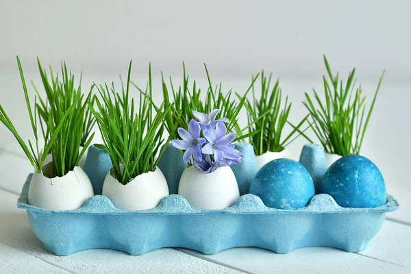 Green wheat sprouts in egg shells in a blue cardboard tray and blue Hyacinth. Easter decorations. Easter egg. Spring composition. Spring has come. Spring background.Selective focus