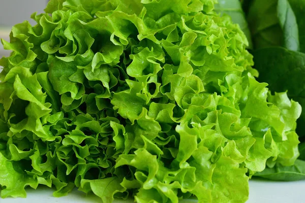 Sappige Verse Sla Salade Een Witte Achtergrond Verse Biologische Rauwe — Stockfoto