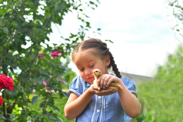 Щаслива Маленька Усміхнена Дівчинка Тримає Курча Межами Сільського Будинку Сонячний — стокове фото