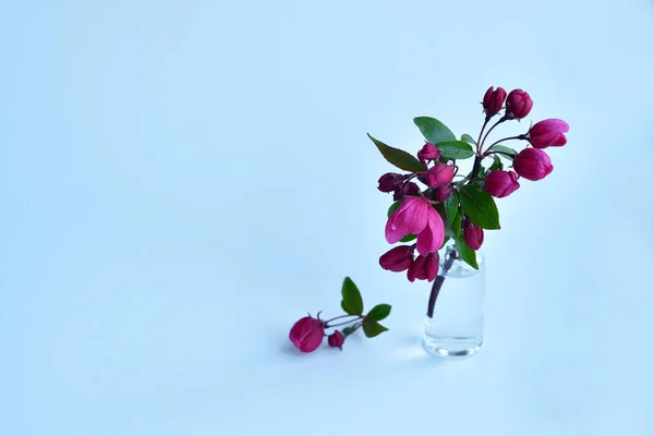 Närbild Bukett Blommor Rosa Äpple Treein Den Lilla Burken Med — Stockfoto