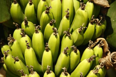 Muz plantasyon. Yeşil muz.