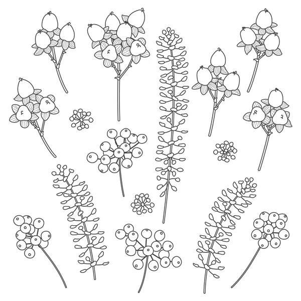 Conjunto de bayas contorneadas y elementos florales . — Vector de stock