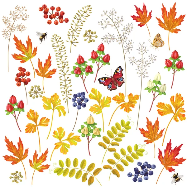 Autumn floral elements set — Stock Vector