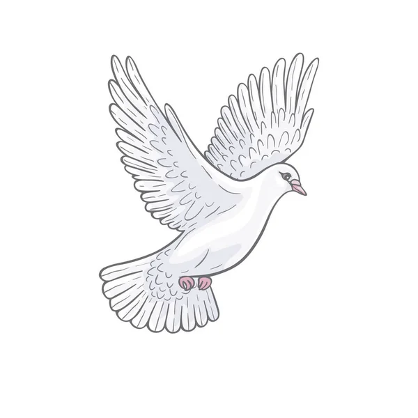 Flying white dove — Stock Vector