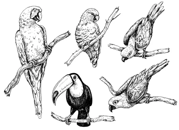 Papageien und Tukan-Sketch — Stockfoto