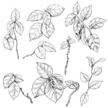 Liana dalları kroki