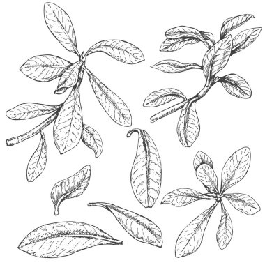 Ficus dalları kroki