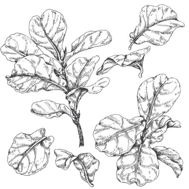 Ficus dalları ve yaprakları kroki