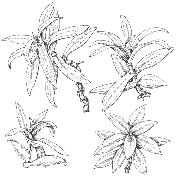 Spiderwort Branches Sketch - Stok Vektor