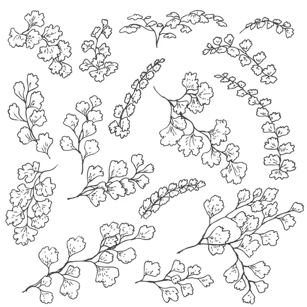 シダアジアンタム Stock Vectors Royalty Free シダアジアンタム Illustrations Depositphotos